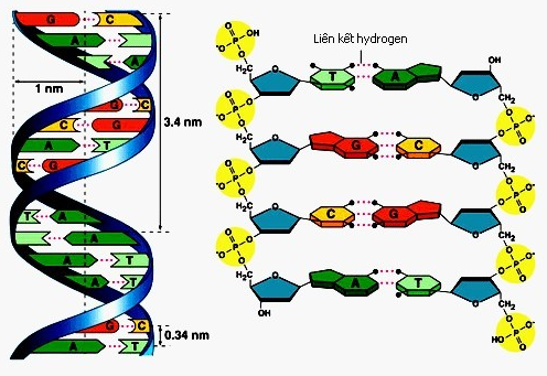 Liên kết hidro nội phân tử trong chuỗi ADN