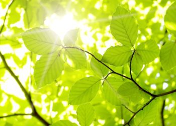 Phản ứng thu nhiệt là gì? Đặc điểm, Ví dụ và Ứng dụng