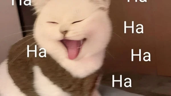 Meme Haha – Ảnh Chế Biểu Cảm Cười Haha Hài Hước Hot 😂