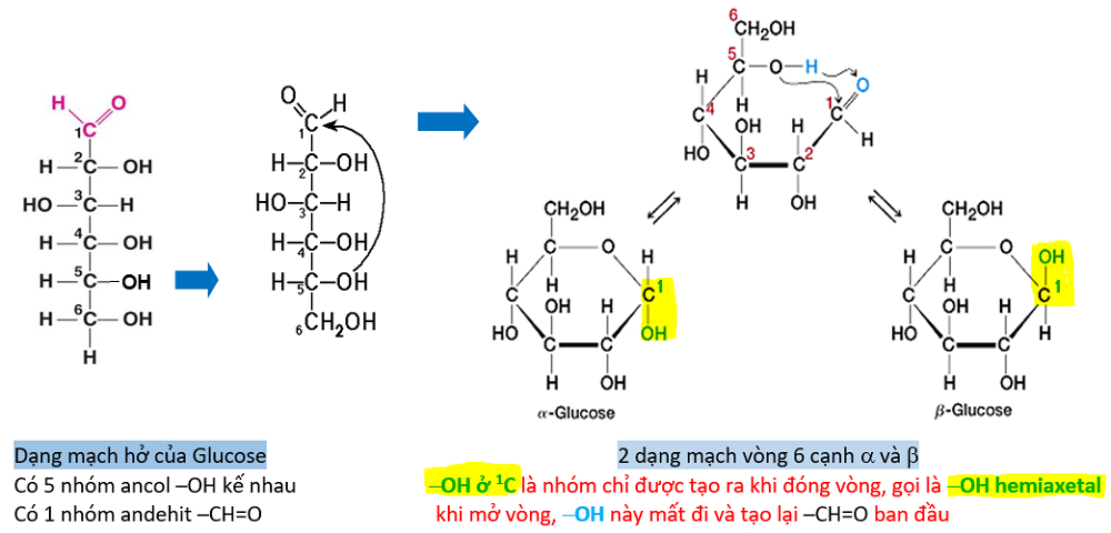cac-cong-thuc-hoa-hoc-quan-trong-cua-carbohydrate Các công thức hóa học quan trọng của carbohydrate