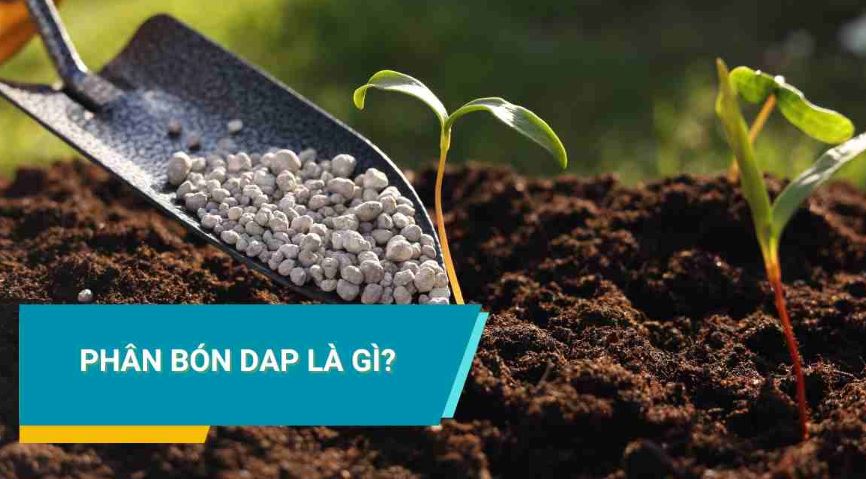 cach-pha-va-su-dung-phan-bon-dap-hieu-qua cách pha và sử dụng phân bón dap hiệu quả
