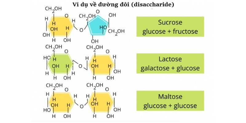 carbohydrate công thức cấu tạo