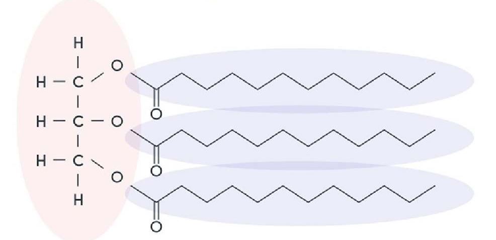 cau-truc-va-dac-diem-phan-tu-triglixerit cấu trúc và đặc điểm phân tử triglixerit