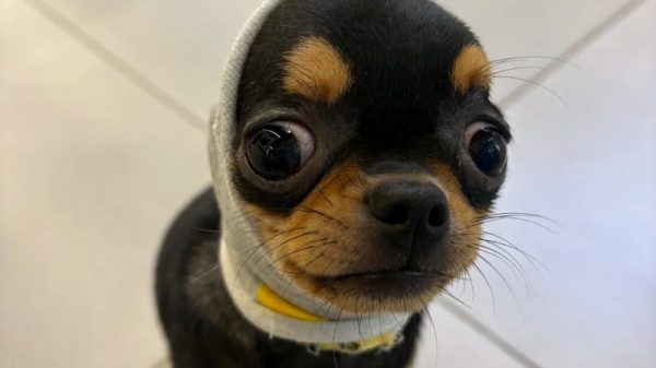 Chihuahua Meme – Ảnh Chế Chó Chihuahua Biểu Cảm Hài 🐕
