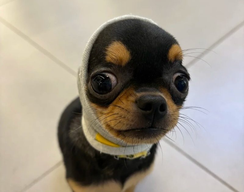 Chihuahua Meme – Ảnh Chế Chó Chihuahua Biểu Cảm Hài 🐕
