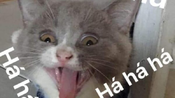 Meme Cười – Bộ Sưu Tập Ảnh Chế Cười Từ Nhẹ Đến Xỉu 🤣
