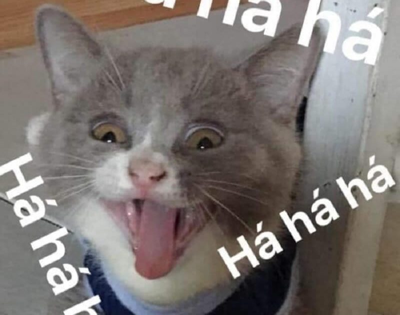 Meme Cười – Bộ Sưu Tập Ảnh Chế Cười Từ Nhẹ Đến Xỉu 🤣