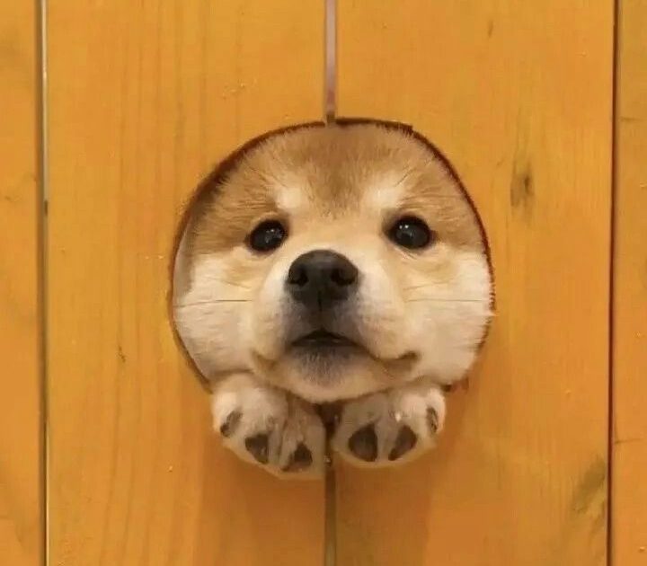 Meme Chó – Bộ Sưu Tập Ảnh Chế Boss Chó Cute Nhất 🐕