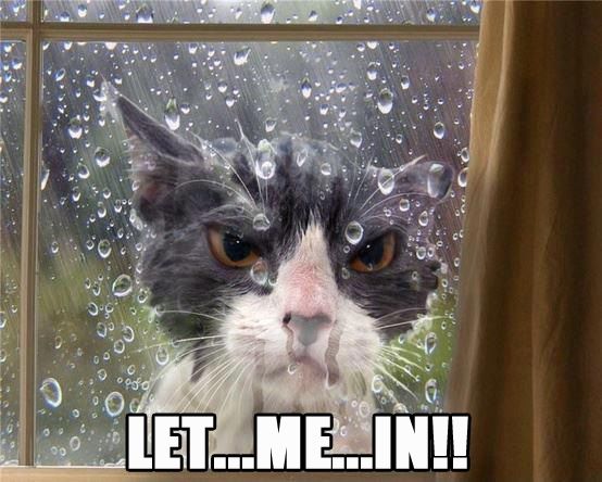 Let Me In Meme – Ảnh Chế Xin Cho Vào Hài Hước Hot 🚪 9 Let me in cat meme