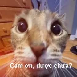Meme Cảm Ơn – Ảnh Chế Thank You Dí Dỏm Gửi Bạn Bè 🙏