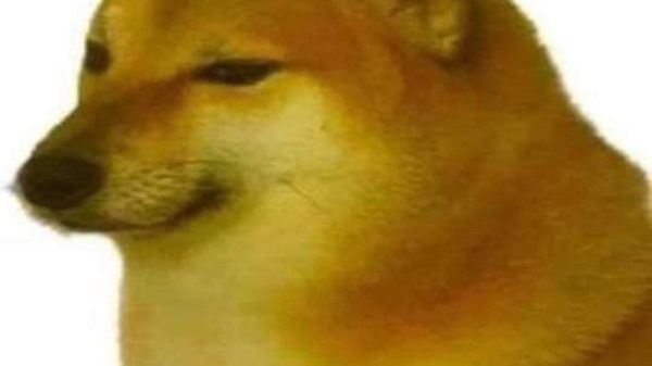 Shiba Meme – Ảnh Chế Chó Shiba Inu Biểu Cảm Ngơ 🐕