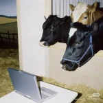 Bò Meme – Ảnh Chế Con Bò Cow Biểu Cảm Hài Hước 🐄