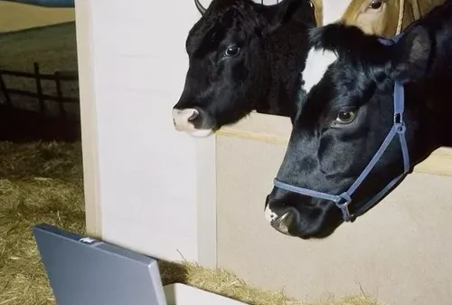 Bò Meme – Ảnh Chế Con Bò Cow Biểu Cảm Hài Hước 🐄