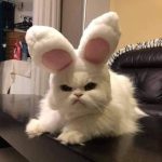 Meme Mèo – Kho Ảnh Chế Boss Mèo Đa Dạng Biểu Cảm 😹
