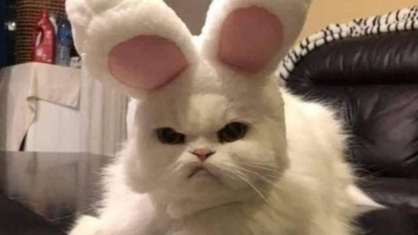 Meme Mèo – Kho Ảnh Chế Boss Mèo Đa Dạng Biểu Cảm 😹