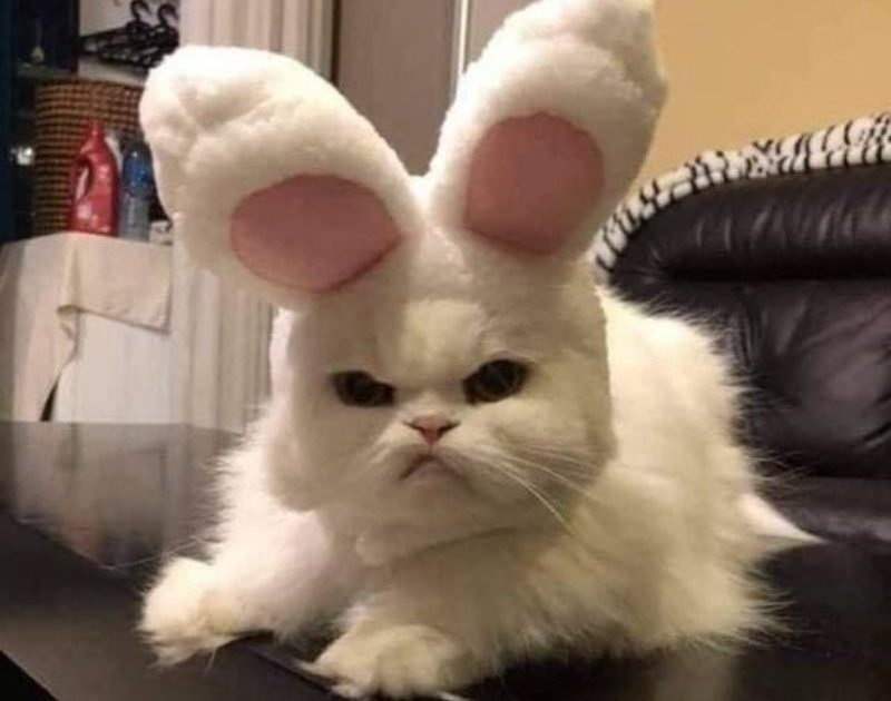 Meme Mèo – Kho Ảnh Chế Boss Mèo Đa Dạng Biểu Cảm 😹