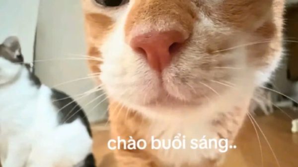 Meme Chào Buổi Sáng – Ảnh Chế Good Morning Cute Hài ☀️