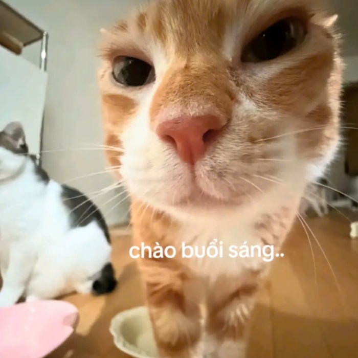 Meme Chào Buổi Sáng – Ảnh Chế Good Morning Cute Hài ☀️ 36 meme chào buổi sáng tích cực