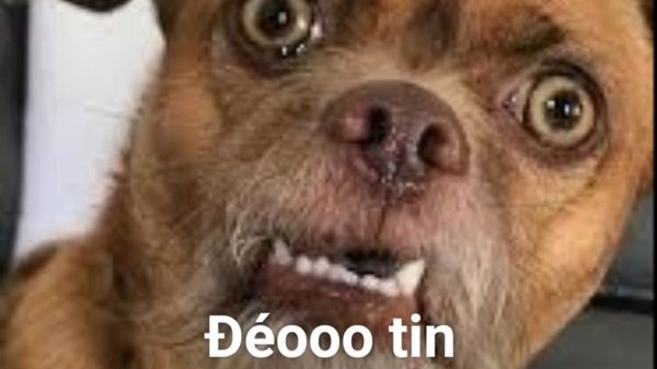 Đéo Tin Meme – Ảnh Chế Biểu Cảm Không Tin Hài Hước 🙄