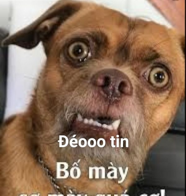 Đéo Tin Meme – Ảnh Chế Biểu Cảm Không Tin Hài Hước 🙄