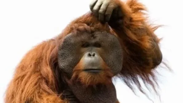Meme Gãi Đầu – Ảnh Chế Biểu Cảm Bối Rối Confused 🤔