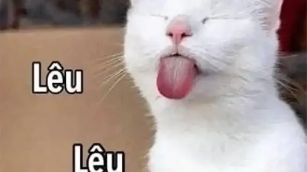 Meme Lêu Lêu – Tổng Hợp Ảnh Chế Lêu Lêu Hài Hước