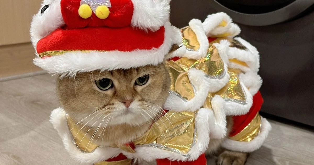 Meme Tết – Ảnh Chế Ngày Tết Lì Xì Họp Mặt Hài Hước 🧧