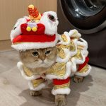Meme Tết – Ảnh Chế Ngày Tết Lì Xì Họp Mặt Hài Hước 🧧