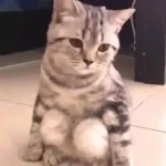 Meme Tủi Thân – Ảnh Chế Biểu Cảm Tủi Thân Buồn Hài 😢