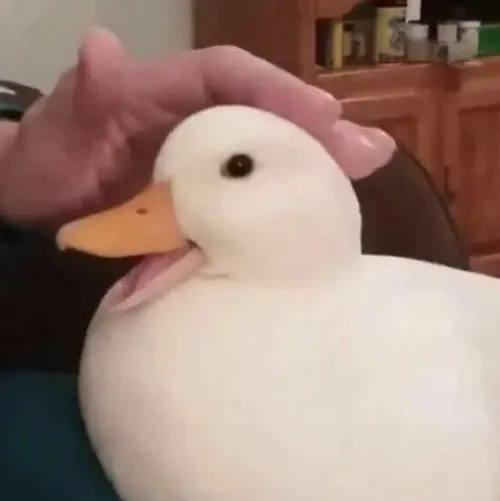 Meme xoa đầu vịt Meme xoa đầu vịt cute