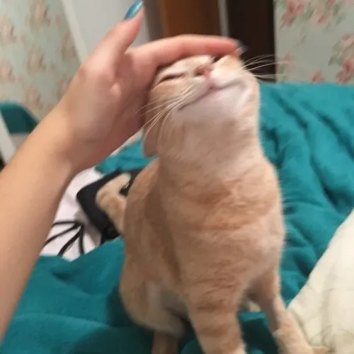 Meme nựng đầu mèo Meme nựng đầu mèo
