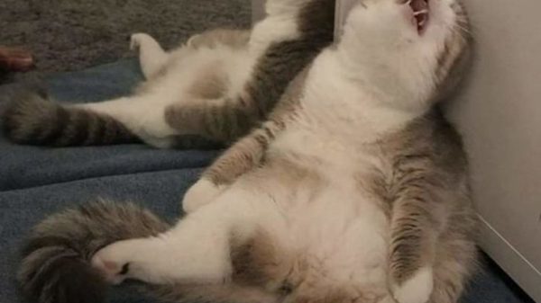 Meme Ngủ – Ảnh Chế Biểu Cảm Buồn Ngủ Cho Hội Cú Đêm 😴