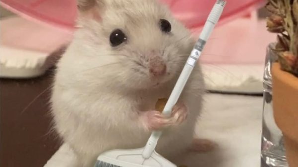 Hamster Meme – Ảnh Chế Chuột Hamster Cute Hài Hước 🐹
