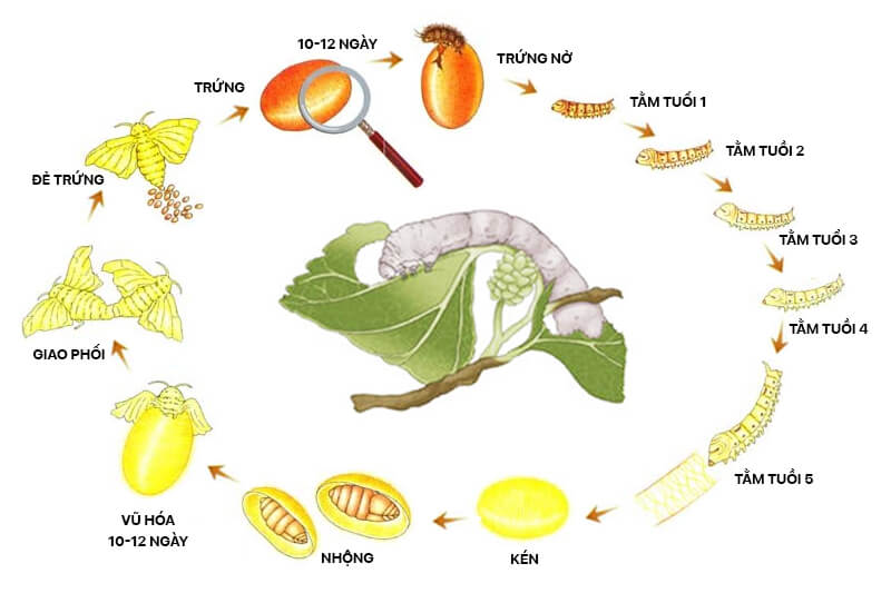 quy-trinh-tao-thanh-soi-to-tam-trong-tu-nhien Quy trình tạo thành sợi tơ tằm trong tự nhiên