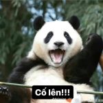 Meme Gấu Trúc – Kho Ảnh Chế Panda Ngơ Ngác Dễ Thương 🐼