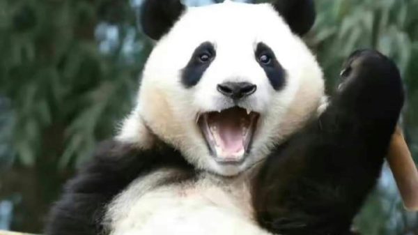 Meme Gấu Trúc – Kho Ảnh Chế Panda Ngơ Ngác Dễ Thương 🐼