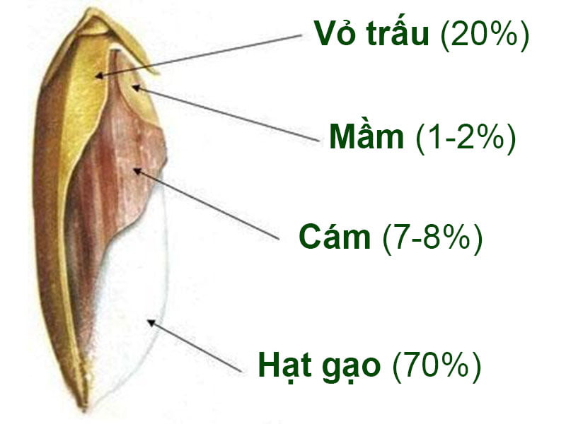 thanh-phan-hoa-hoc-co-ban-trong-hat-gao-va-com-chin Thành phần hóa học cơ bản trong hạt gạo và cơm chín