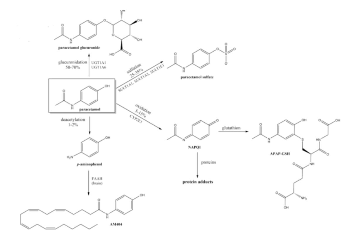 thanh-phan-va-tinh-chat-hoa-hoc-cua-paracetamol thành phần và tính chất hóa học của paracetamol