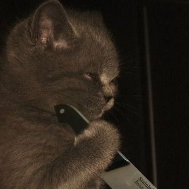 Meme Cầm Dao – Ảnh Chế Đe Dọa Hài Hước Troll Bạn Bè 🔪 170 Ghen kiểu hình sự, ai dám xen vào thử