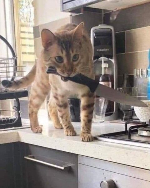 Meme Cầm Dao – Ảnh Chế Đe Dọa Hài Hước Troll Bạn Bè 🔪 178 Ghen xong mà vẫn cười là ghen nặng rồi đó