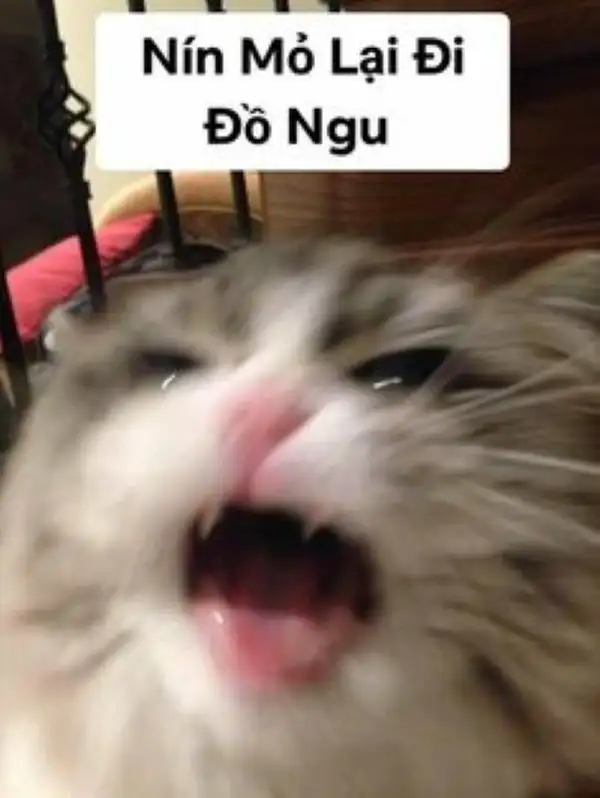 Meme Nín – Ảnh Chế Nhịn Cười Trong Tình Huống Khó Xử 🤐 41 Nín mỏ lại đi đồ ngu